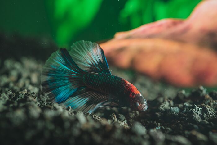 A colorful betta fish rests on gravel in an aquarium, with plants in the background. An image related to wedding regrets.