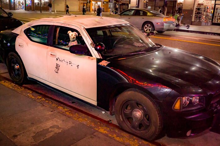 Photographer captures humor and chaos: a small dog looking out the window of a parked police car.