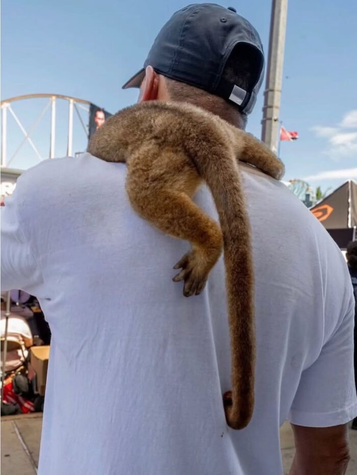 A small, furry animal, possibly a lemur or kinkajou, with a long tail resting on a person's shoulder in a street photo.