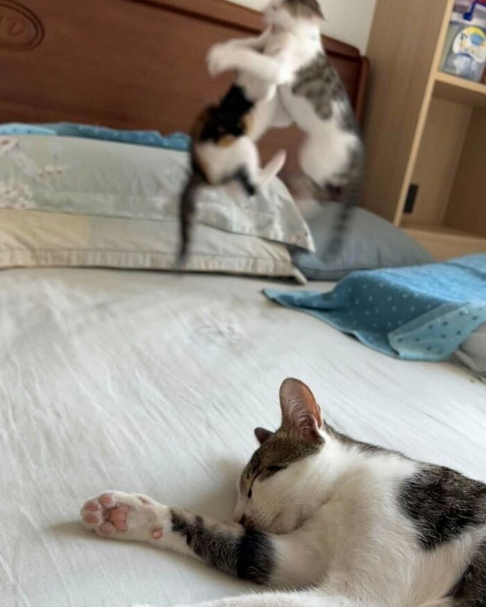 A sleeping funny and cute cat on a bed, while two other kittens play in the background.