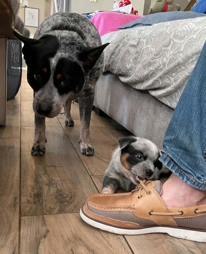 These 40 Adorable Dogs Are Exactly What You Need To Start Your Week With A Smile