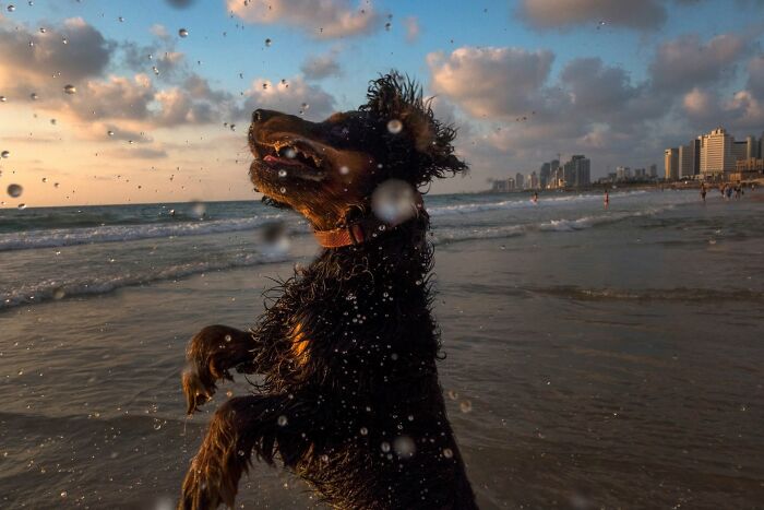 This Photographer Roams The Streets Looking For Unforgettable Dog Moments, And Here Are 50 Of His Best Finds