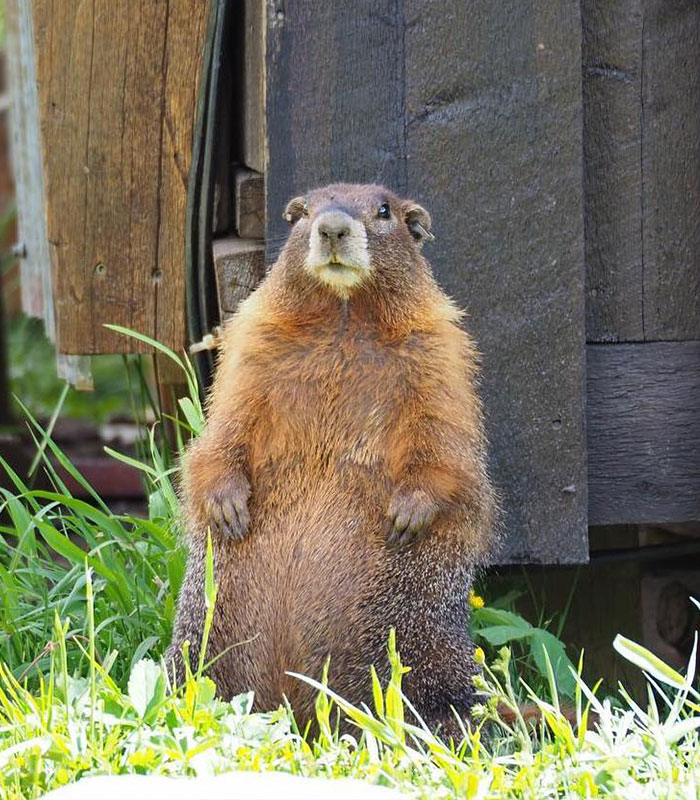 A marmot standing on its hind legs, central to studies funded by a professor using adult content, going viral. A marmot standing on its hind legs, central to studies funded by a professor using adult content, going viral.