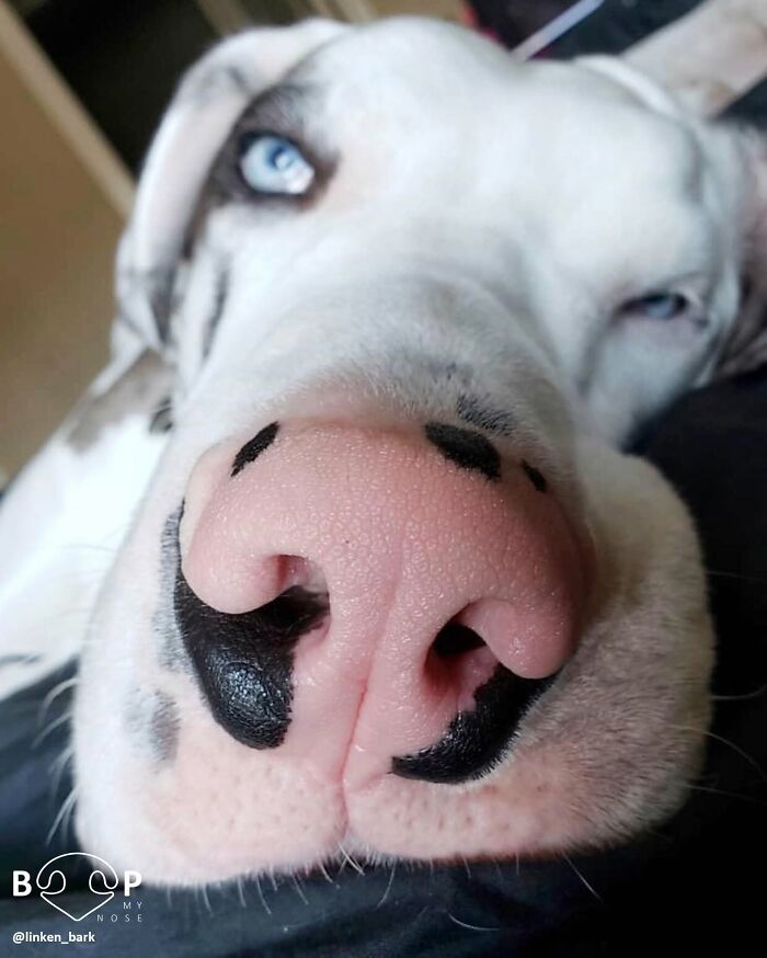 A very close-up image of a white dog's pink animal nose with black spots and blue eyes, ready for a boop.