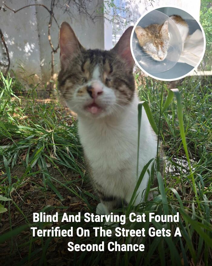 A blind, starving cat in grass with its tongue slightly out; an inset shows it in a cone after rescue. Animals whose lives changed.