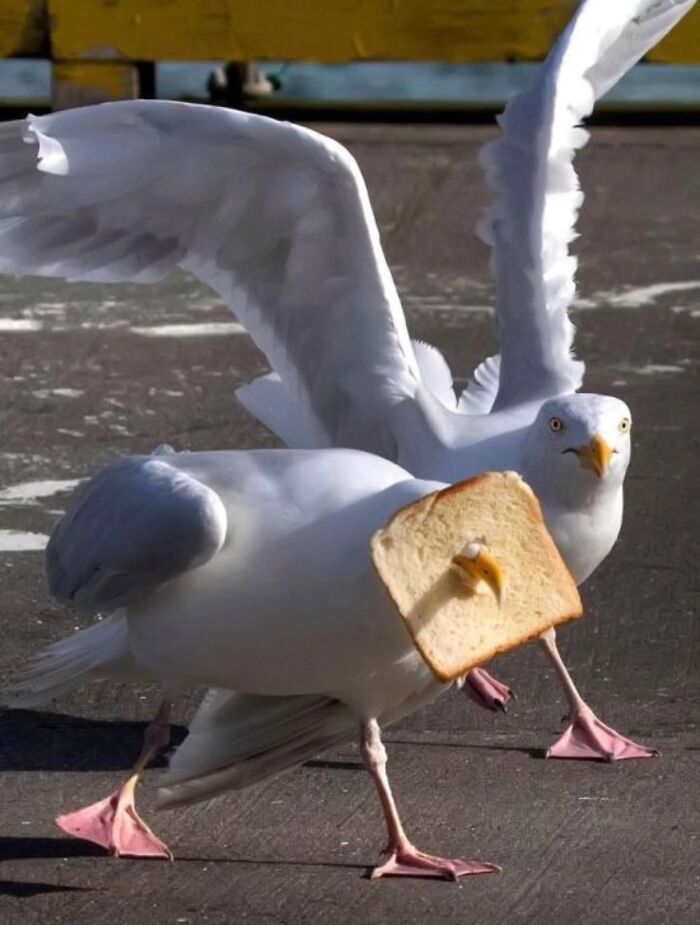 Two seagulls, one with a slice of bread stuck on its head, walking on pavement, interesting street photo of animals.