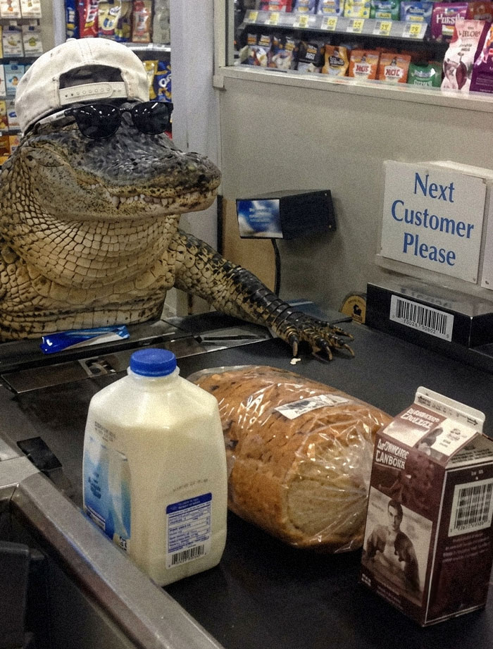 An alligator wearing a backward baseball cap and sunglasses at a supermarket checkout line with groceries, part of a collection of cringe memes.