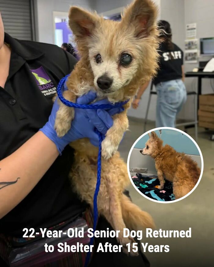 A person in blue gloves holds a small, scruffy dog with an injured eye, an inset shows the dog before, highlighting animals whose lives changed.