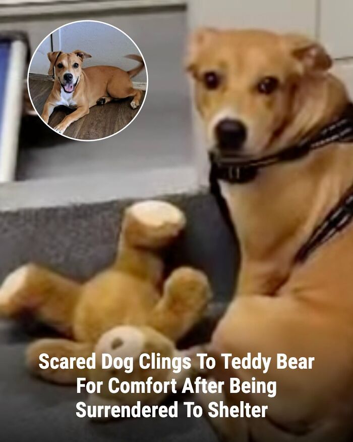 A scared dog sits next to a teddy bear, before and after its life changed, finding comfort after being surrendered.