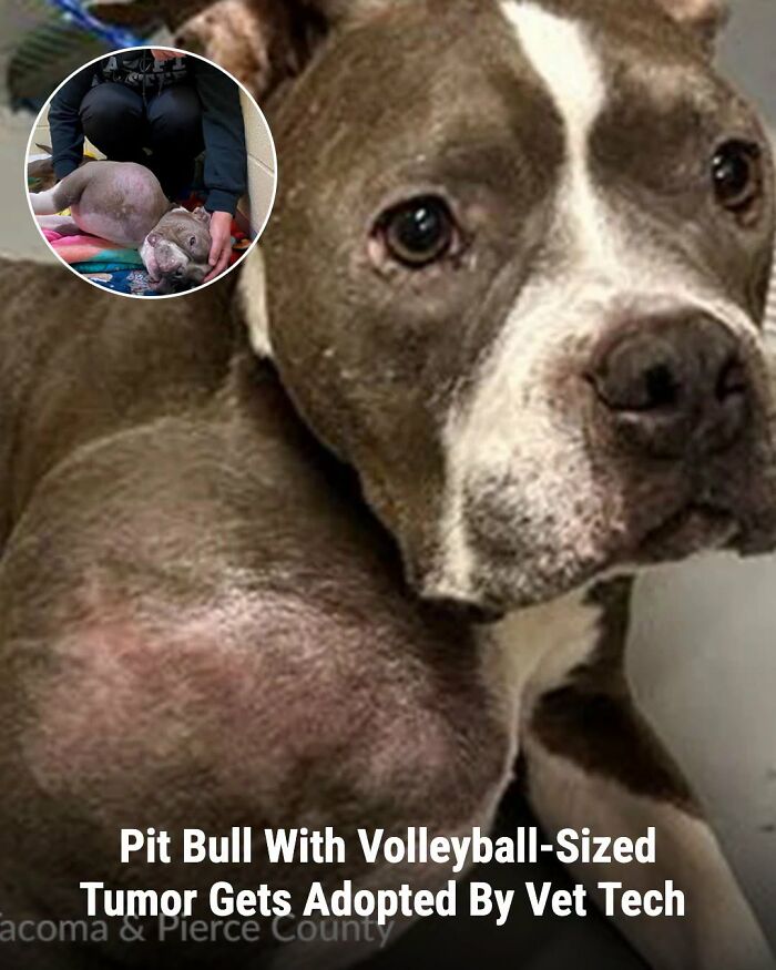 A pit bull with a large tumor on its chest, before and after its life changed, getting adopted by a vet tech.