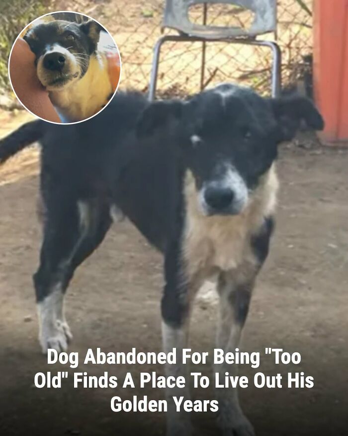 An old, black and white dog stands before and after its life changed, finding a place to live out its golden years.