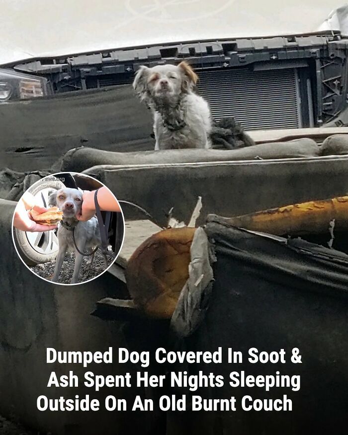 A small dog, covered in soot and ash, sits on a burnt couch, before and after its life changed.