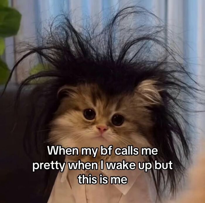 A fluffy kitten with very messy hair, a hilarious meme about waking up looking disheveled.
