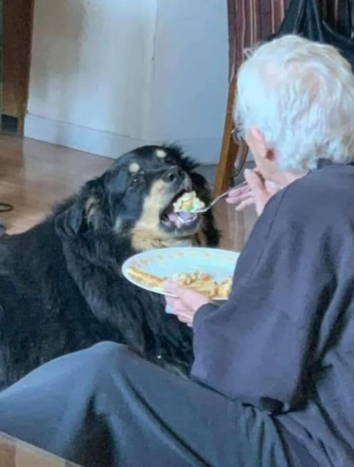 Adorable animal photos: An elderly person feeds a large, fluffy black dog with a spoon from a plate.