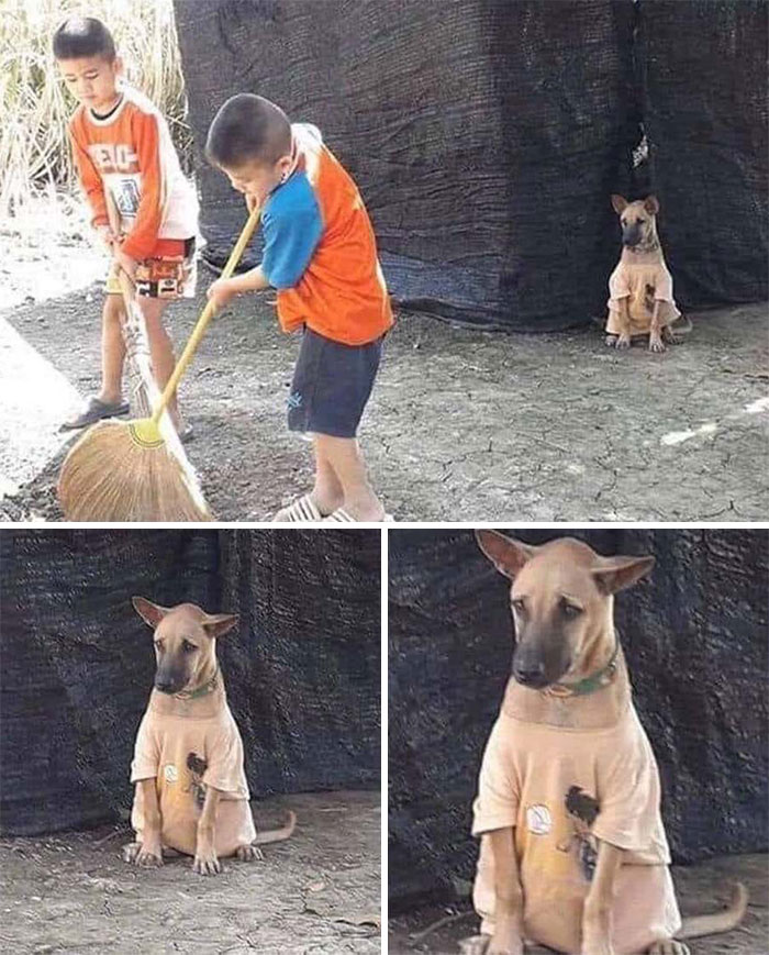Adorable animal photos: A dog in a t-shirt watches two boys sweeping, then close-up shots of the dog.