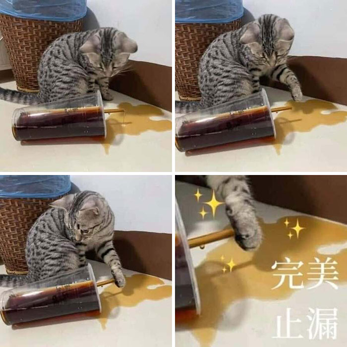 An adorable animal photo series of a cat cleverly using its tail to stop a drink from spilling.