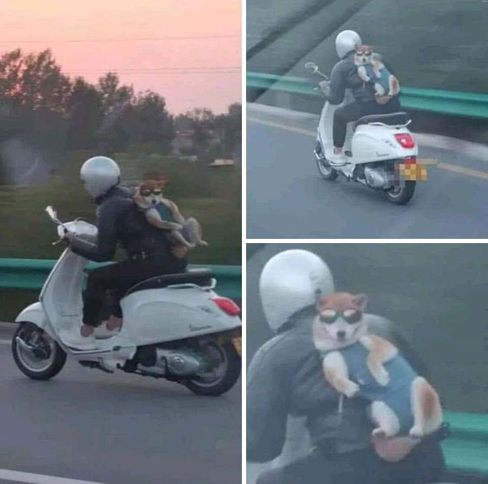 An absurd and adorable animal photo of a dog wearing sunglasses and riding on the back of a scooter.