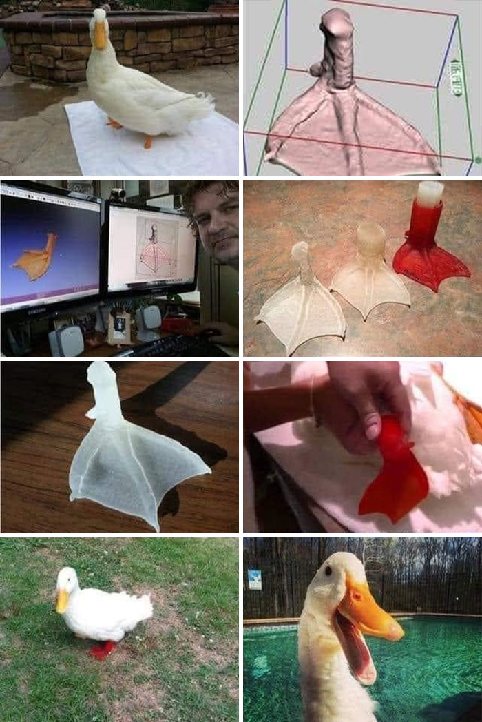 A series of photos showing a duck with a 3D printed prosthetic foot, creating adorable animal moments.