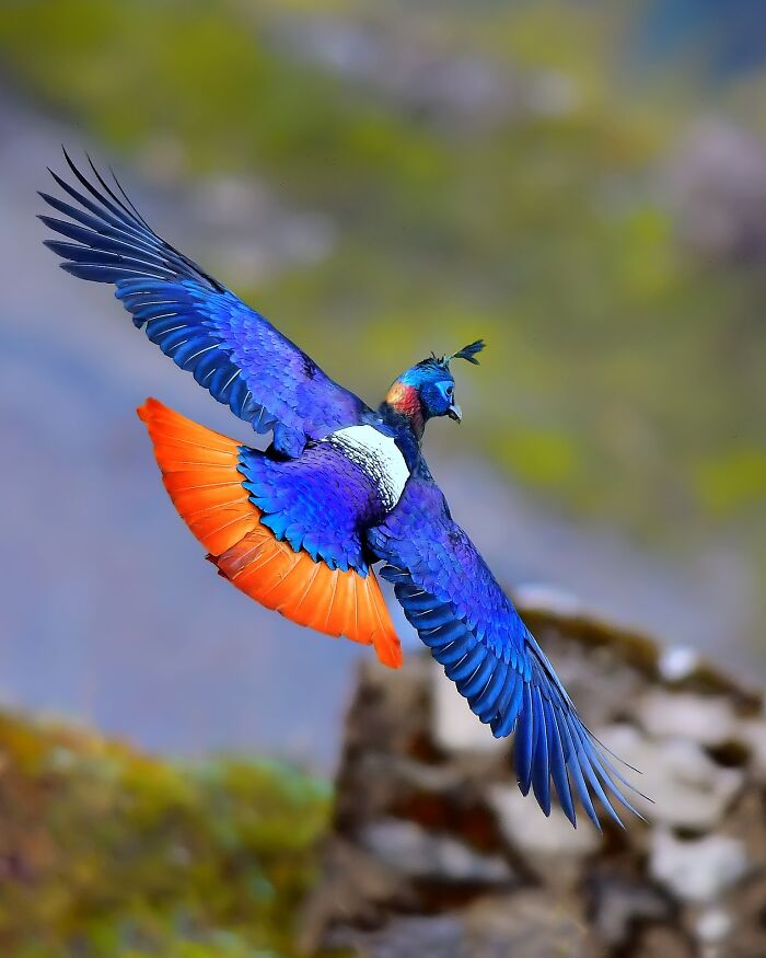 A dazzling male Himalayan monal in flight, its iridescent blue and orange feathers visible, capturing the colorful birds of India in action.