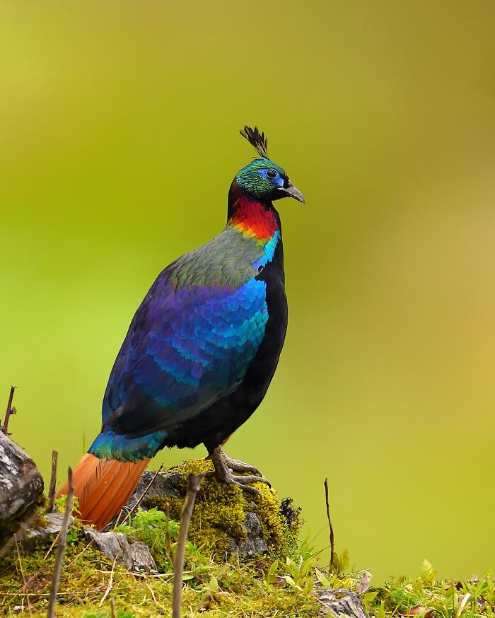 A vibrant Himalayan monal, one of the most colorful birds of India, perched on a mossy rock against a green background.