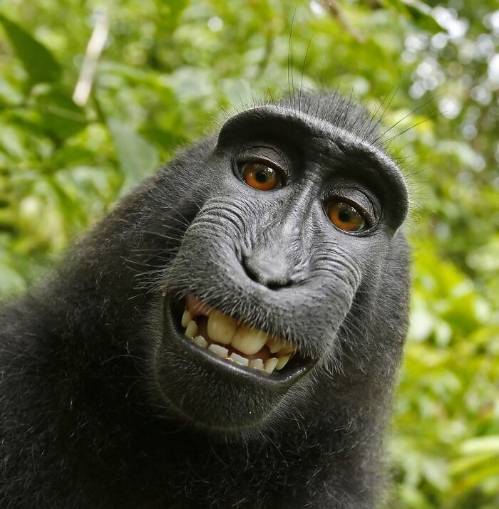 A macaque monkey grinning widely, captured in one of the most ridiculous animal photos.