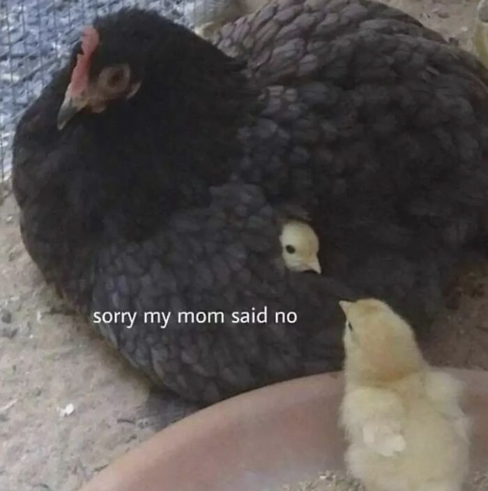 A relatable meme of a chick under its mom's wing, boosting morale with humor.