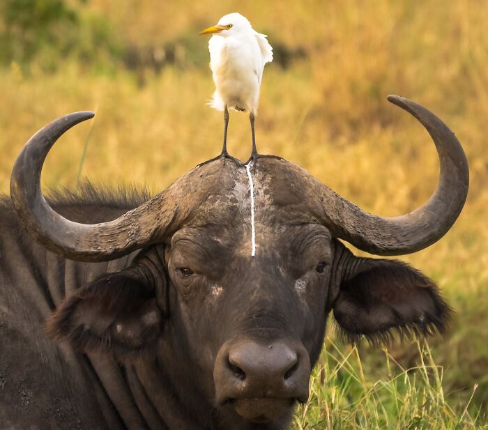 A white egret perched on the head of a buffalo, making for a ridiculous animal photo.