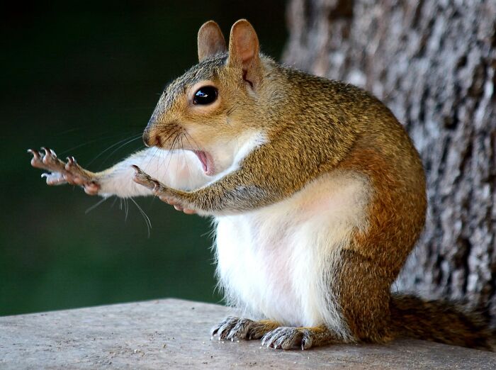 A funny animal photo of a squirrel with wide eyes and open mouth, hands out, near a tree.