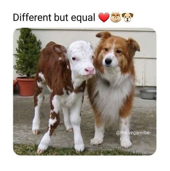 A heartwarming image of a calf and a dog standing side-by-side, promoting the vegan idea of animals being different but equal.