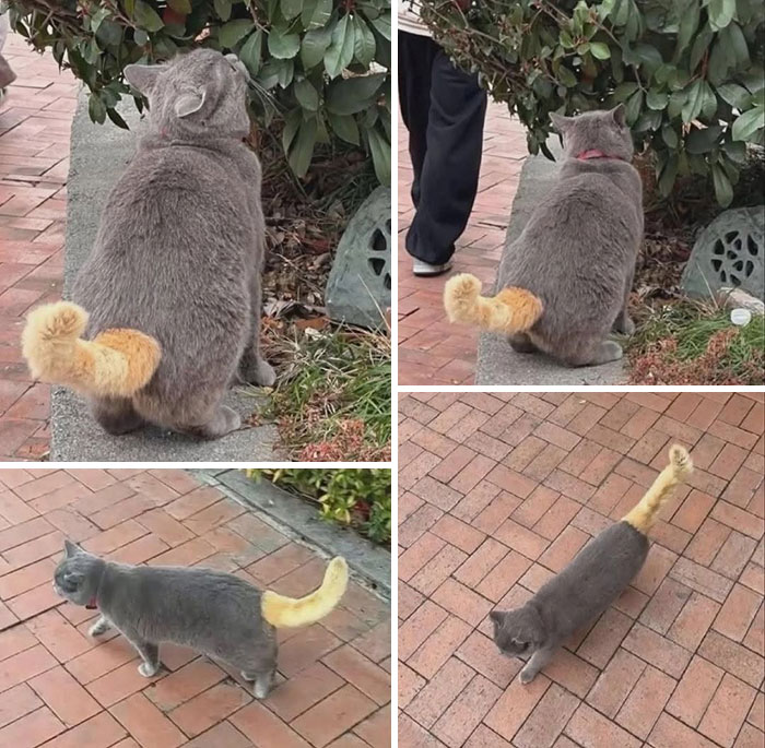Four funny, cute cat photos of a grey cat with a fluffy orange tail, making viewers smile.