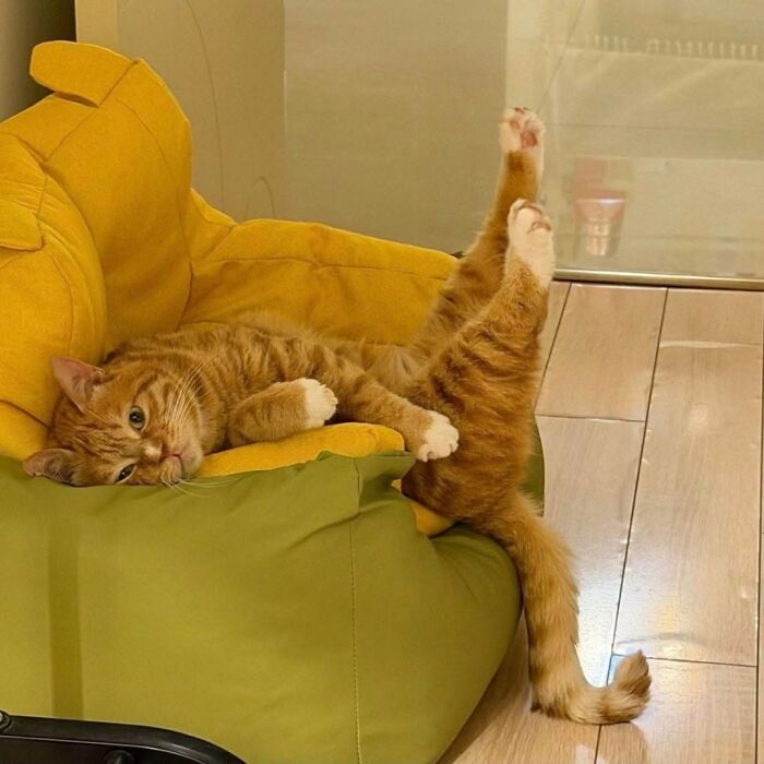 A funny, cute cat, an orange tabby, lounging on a green and yellow chair with legs stretched high, making viewers smile.