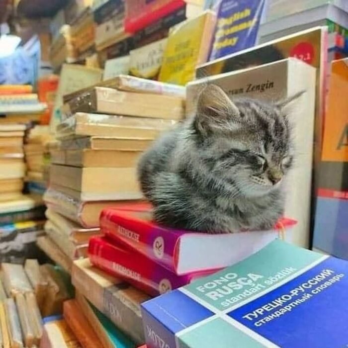 A funny, cute cat, a tabby kitten, sleeping on a stack of books, making viewers smile.
