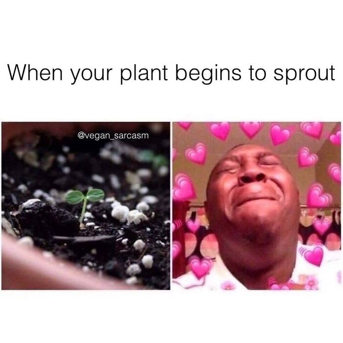 A split image meme shows a tiny plant sprout and a man crying with hearts, a hilarious meme for vegans.