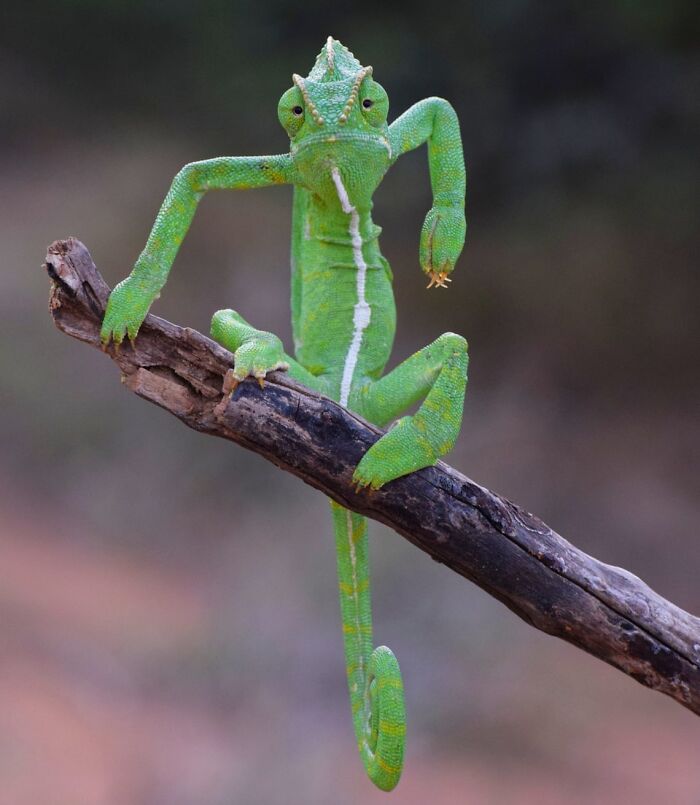 A green chameleon striking a funny pose on a tree branch, featured in a collection of animal photos.