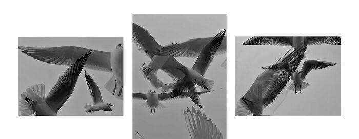 A black and white image of several gulls in flight, captured for the iPhone Photography Awards, showcasing extraordinary winning photos.