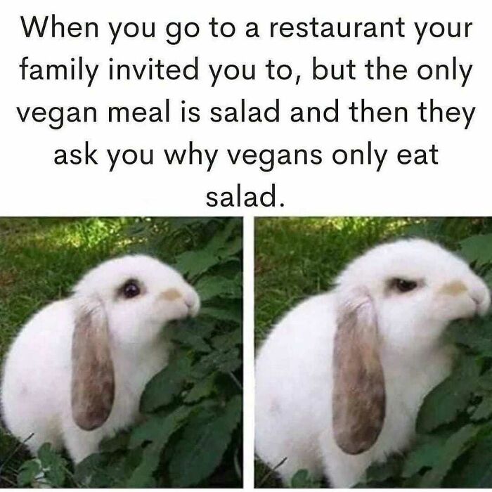 A meme with two images of a cute bunny expressing confusion about vegans only eating salad, showcasing vegans' humor.