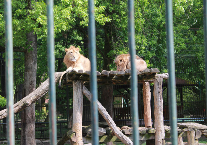 Hilariously dumb warning label: Two lions lounge on an elevated platform at a zoo behind green bars.