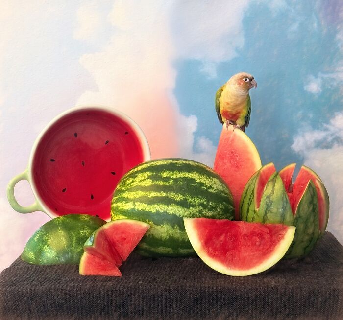 Still life of watermelons and a parrot in iPhone photography awards