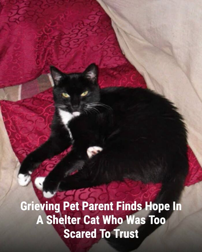 A black cat with white paws and chest, lying on red bedding, whose life changed after someone came to help.