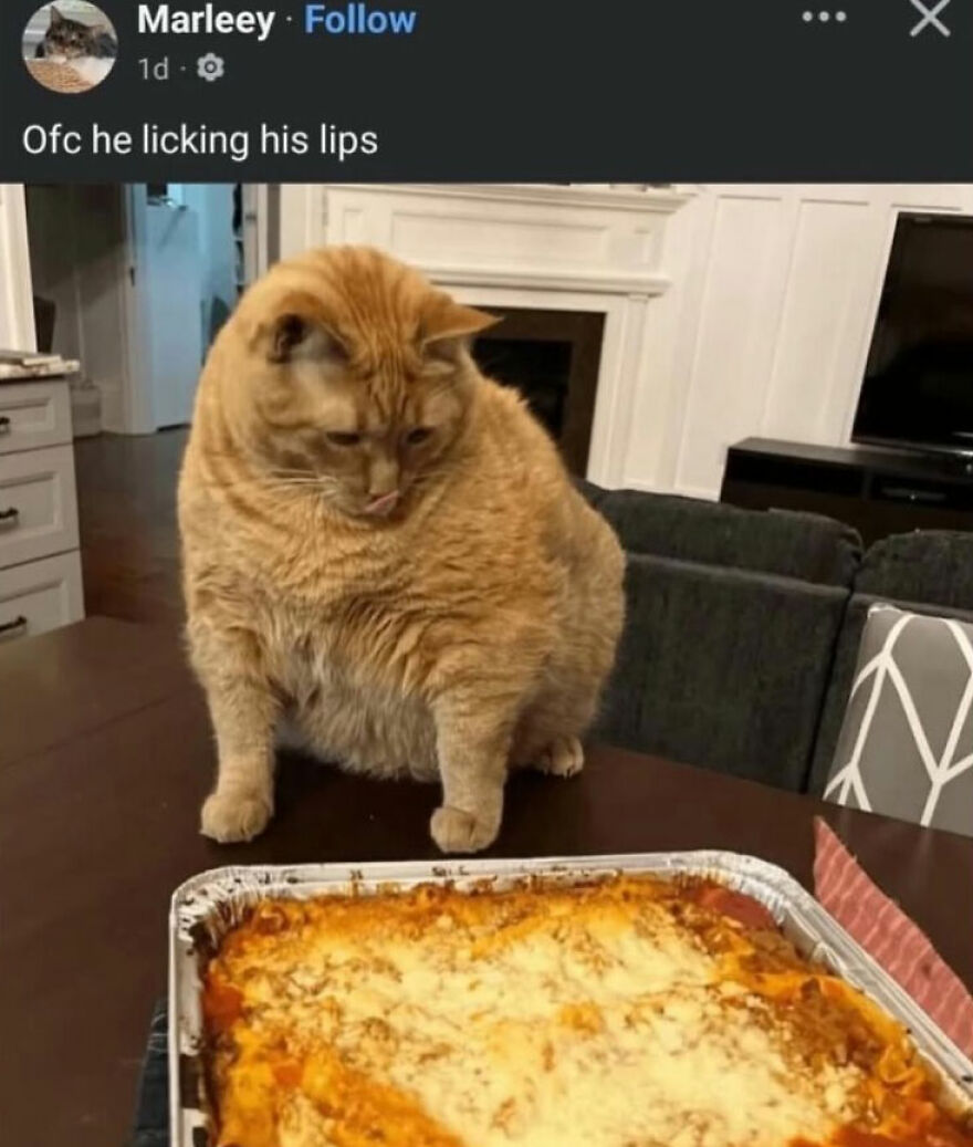 Screenshot of Marleey's post showing an orange cat licking its lips, looking at lasagna, a hilariously unhinged screenshot.