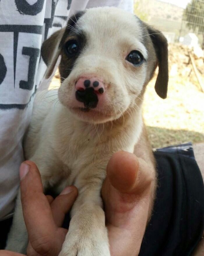 These 40 Adorable Dogs Are Exactly What You Need To Start Your Week With A Smile