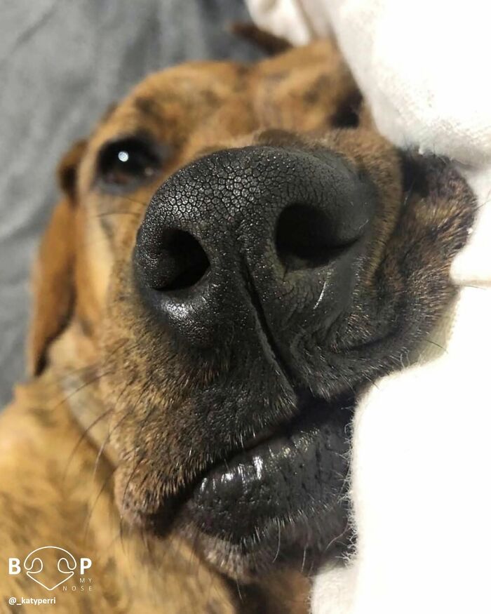 A close-up of a brown dog's wet, textured animal nose, perfect for a boop.