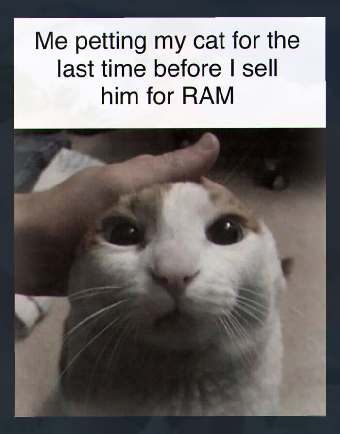 A weird meme showing a hand petting a cat with the text Me petting my cat for the last time before I sell him for RAM.