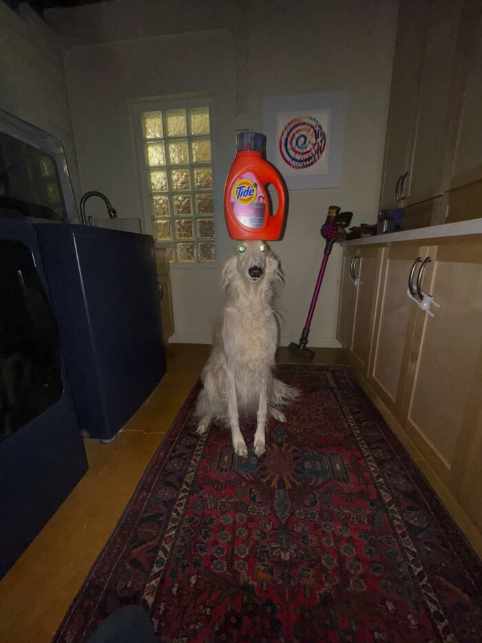 A dog with glowing eyes and a bottle of detergent on its head, part of the confusing images.