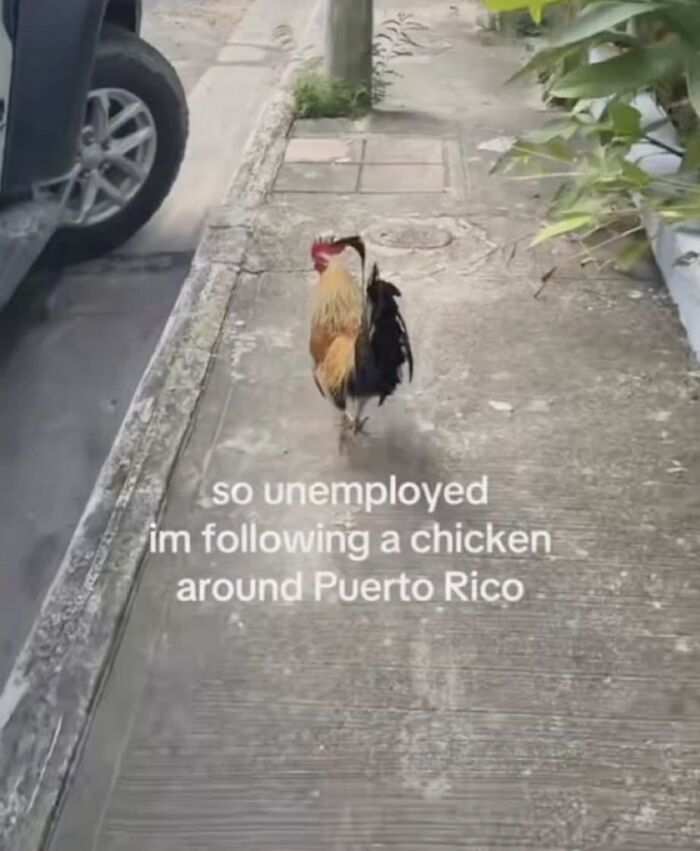 A relatable meme of a chicken walking on a sidewalk, representing moments that boost morale.
