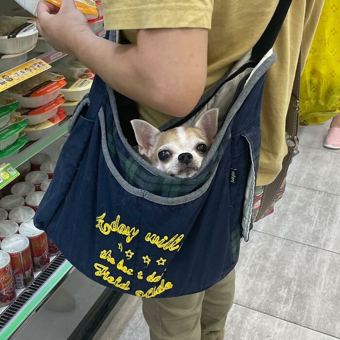 40 New Photos Of Dogs Traveling In Bags That Will Instantly Brighten Your Day (New Pics)