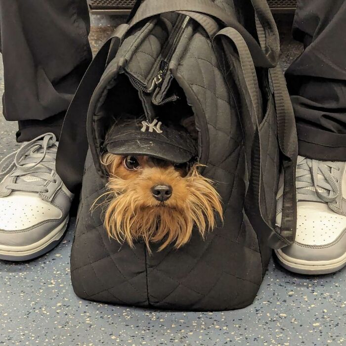 40 New Photos Of Dogs Traveling In Bags That Will Instantly Brighten Your Day (New Pics)
