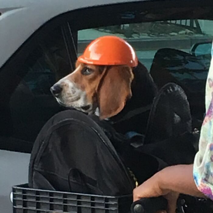 40 New Photos Of Dogs Traveling In Bags That Will Instantly Brighten Your Day (New Pics)