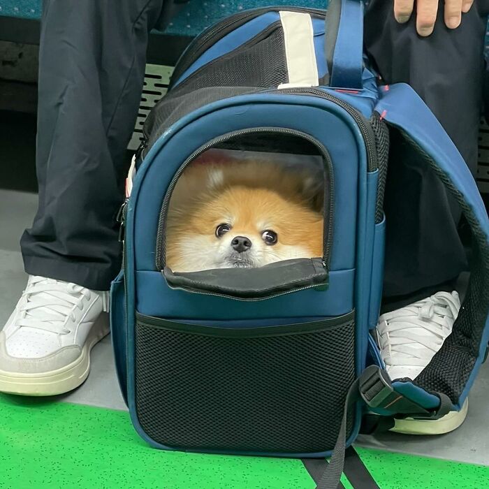 40 New Photos Of Dogs Traveling In Bags That Will Instantly Brighten Your Day (New Pics)