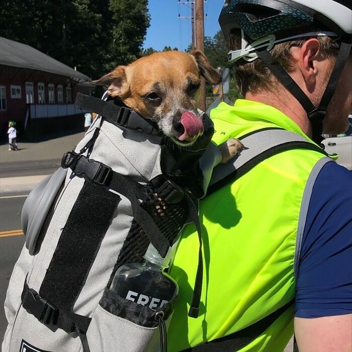 40 New Photos Of Dogs Traveling In Bags That Will Instantly Brighten Your Day (New Pics)